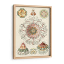Sofisticado Sealife Ii - Ernst Haeckel | Cuadro decorativo de Canvas Lab