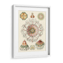 Sofisticado Sealife Ii - Ernst Haeckel | Cuadro decorativo de Canvas Lab