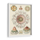 Sofisticado Sealife Ii - Ernst Haeckel | Cuadro decorativo de Canvas Lab