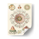 Sofisticado Sealife Ii - Ernst Haeckel | Cuadro decorativo de Canvas Lab
