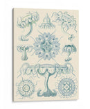 Sofisticado Sealife Iii - Ernst Haeckel | Cuadro decorativo de Canvas Lab