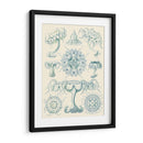 Sofisticado Sealife Iii - Ernst Haeckel | Cuadro decorativo de Canvas Lab
