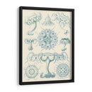 Sofisticado Sealife Iii - Ernst Haeckel | Cuadro decorativo de Canvas Lab