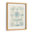 Sofisticado Sealife Iii - Ernst Haeckel | Cuadro decorativo de Canvas Lab