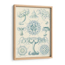 Sofisticado Sealife Iii - Ernst Haeckel | Cuadro decorativo de Canvas Lab