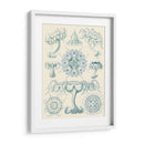 Sofisticado Sealife Iii - Ernst Haeckel | Cuadro decorativo de Canvas Lab