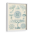 Sofisticado Sealife Iii - Ernst Haeckel | Cuadro decorativo de Canvas Lab
