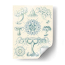 Sofisticado Sealife Iii - Ernst Haeckel | Cuadro decorativo de Canvas Lab