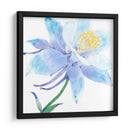 Columbine Bloom I - Tim OToole | Cuadro decorativo de Canvas Lab