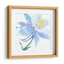 Columbine Bloom I - Tim OToole | Cuadro decorativo de Canvas Lab