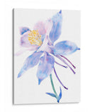 Columbine Bloom Ii - Tim OToole | Cuadro decorativo de Canvas Lab