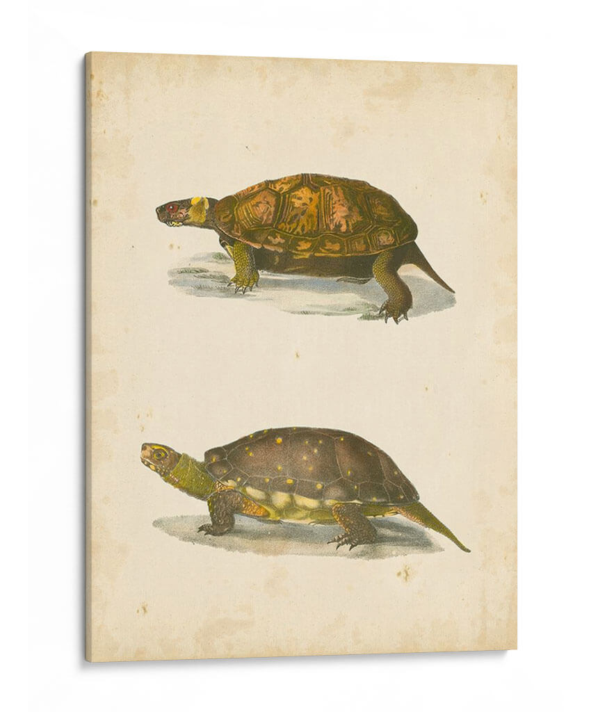 Tortuga Dúo I - J.W. Hill | Cuadro decorativo de Canvas Lab