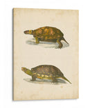 Tortuga Dúo I - J.W. Hill | Cuadro decorativo de Canvas Lab