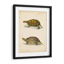 Tortuga Dúo I - J.W. Hill | Cuadro decorativo de Canvas Lab