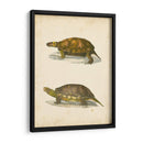 Tortuga Dúo I - J.W. Hill | Cuadro decorativo de Canvas Lab