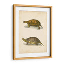 Tortuga Dúo I - J.W. Hill | Cuadro decorativo de Canvas Lab