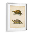 Tortuga Dúo I - J.W. Hill | Cuadro decorativo de Canvas Lab