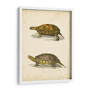Tortuga Dúo I - J.W. Hill | Cuadro decorativo de Canvas Lab