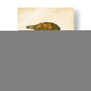 Tortuga Dúo I - J.W. Hill | Cuadro decorativo de Canvas Lab