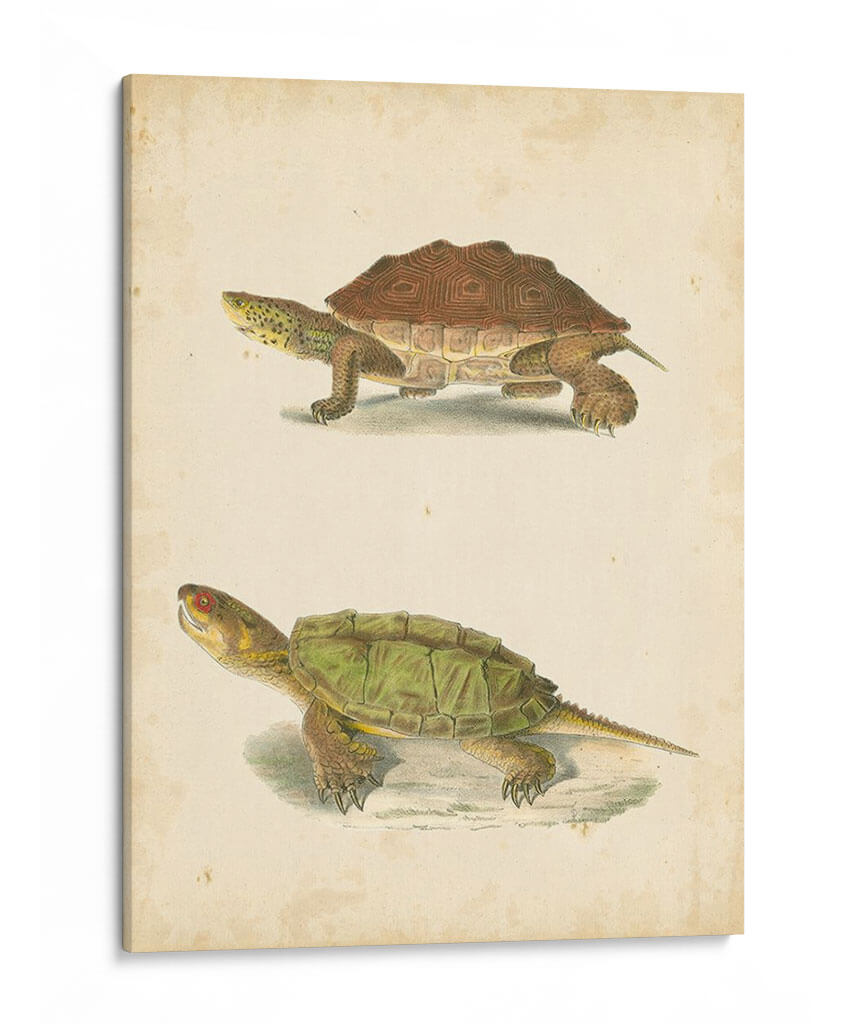 Tortuga Duo Ii - J.W. Hill | Cuadro decorativo de Canvas Lab
