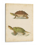 Tortuga Duo Ii - J.W. Hill | Cuadro decorativo de Canvas Lab