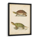 Tortuga Duo Ii - J.W. Hill | Cuadro decorativo de Canvas Lab