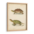 Tortuga Duo Ii - J.W. Hill | Cuadro decorativo de Canvas Lab