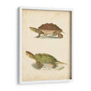 Tortuga Duo Ii - J.W. Hill | Cuadro decorativo de Canvas Lab