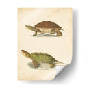 Tortuga Duo Ii - J.W. Hill | Cuadro decorativo de Canvas Lab