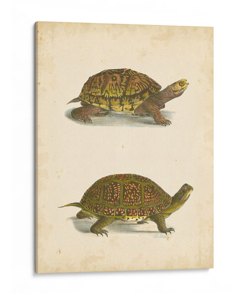 Tortuga Duo Iii - J.W. Hill | Cuadro decorativo de Canvas Lab