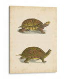 Tortuga Duo Iii - J.W. Hill | Cuadro decorativo de Canvas Lab