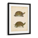 Tortuga Duo Iii - J.W. Hill | Cuadro decorativo de Canvas Lab