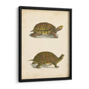 Tortuga Duo Iii - J.W. Hill | Cuadro decorativo de Canvas Lab