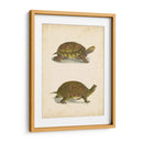 Tortuga Duo Iii - J.W. Hill | Cuadro decorativo de Canvas Lab