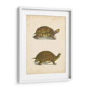 Tortuga Duo Iii - J.W. Hill | Cuadro decorativo de Canvas Lab