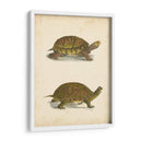 Tortuga Duo Iii - J.W. Hill | Cuadro decorativo de Canvas Lab