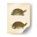 Tortuga Duo Iii - J.W. Hill | Cuadro decorativo de Canvas Lab