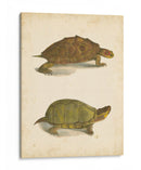 Tortuga Duo Iv - J.W. Hill | Cuadro decorativo de Canvas Lab
