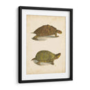 Tortuga Duo Iv - J.W. Hill | Cuadro decorativo de Canvas Lab