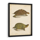 Tortuga Duo Iv - J.W. Hill | Cuadro decorativo de Canvas Lab