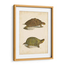 Tortuga Duo Iv - J.W. Hill | Cuadro decorativo de Canvas Lab