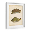 Tortuga Duo Iv - J.W. Hill | Cuadro decorativo de Canvas Lab