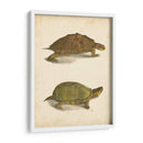 Tortuga Duo Iv - J.W. Hill | Cuadro decorativo de Canvas Lab