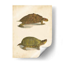 Tortuga Duo Iv - J.W. Hill | Cuadro decorativo de Canvas Lab