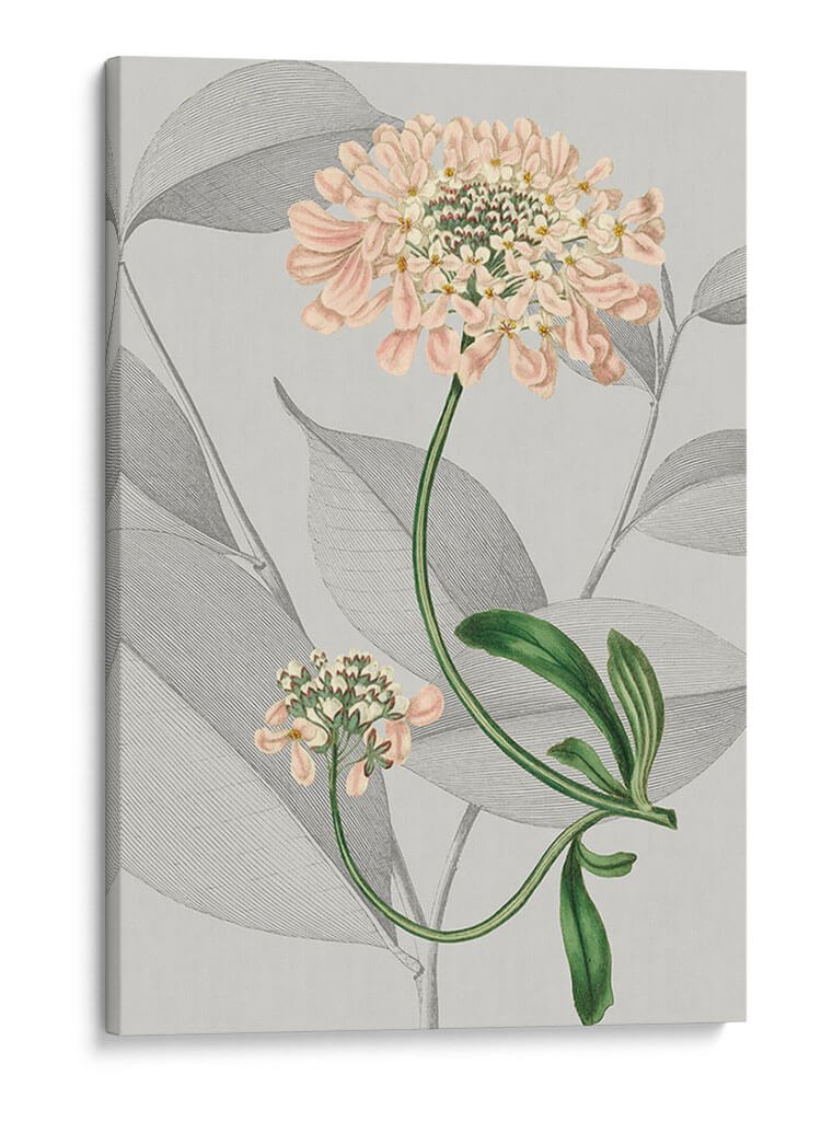 Arreglo Botánico I - Vision Studio | Cuadro decorativo de Canvas Lab