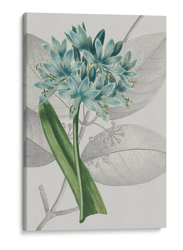 Arreglo Botánico Ii - Vision Studio | Cuadro decorativo de Canvas Lab
