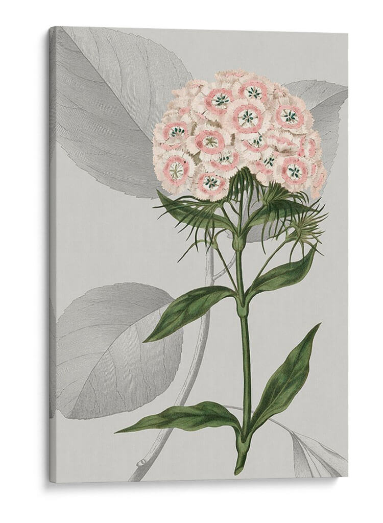 Arreglo Botánico Iii - Vision Studio | Cuadro decorativo de Canvas Lab