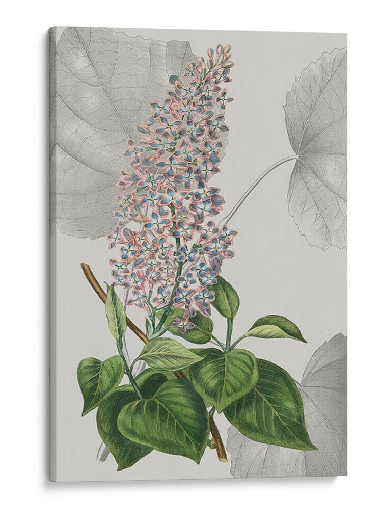 Arreglo Botánico Iv - Vision Studio | Cuadro decorativo de Canvas Lab