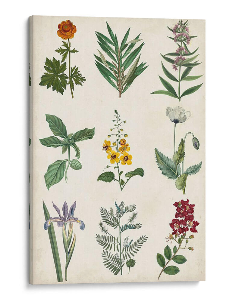Gráfico Botánico Ii - Vision Studio | Cuadro decorativo de Canvas Lab