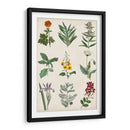 Gráfico Botánico Ii - Vision Studio | Cuadro decorativo de Canvas Lab